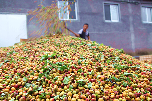 7��15�գ�ũ���ںӱ�ʡ�е��ге���������һ�չ��������չ���ɽ�ӡ�