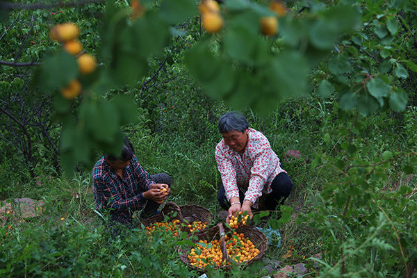 7��14�գ�ũ���ںӱ�ʡ�е���˫������դ�������Ӫ���ժɽ�ӡ�