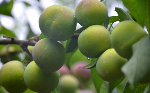 �Ĵ��˱���5��Ķ�����ӭ���� ���������¸�