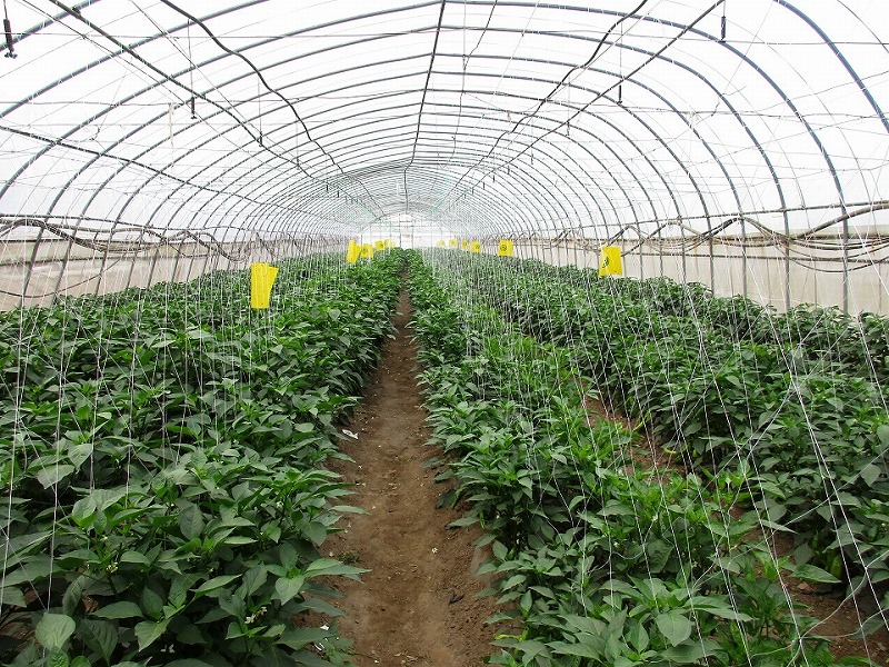 ���������߲˳��Ե�������