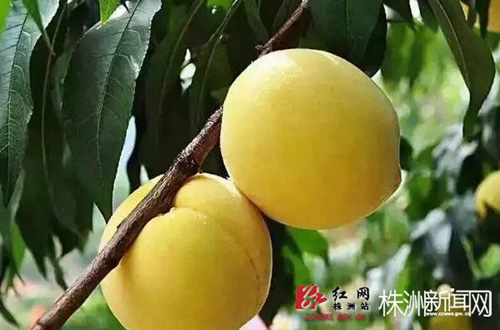 ����������ҽ���԰��ժ �е�����Ԥ����3000��