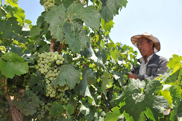 7��24�գ��������к��±���̬������������ũ�������������ֲ������Ϊ�չҹ������ѳ��ݳ�Ҷ��