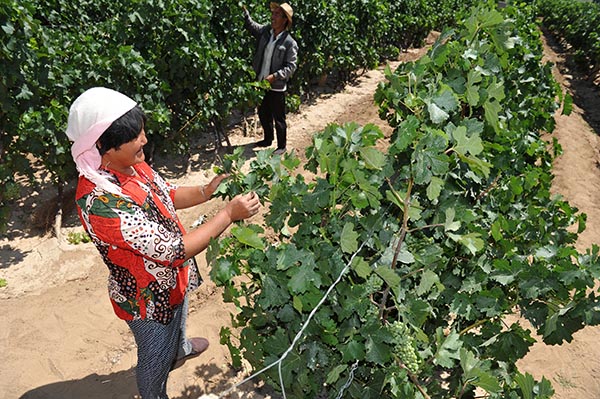 7��24�գ��������к��±���̬������������ũ�������������ֲ������Ϊ�չҹ������ѳ��ݳ�Ҷ��