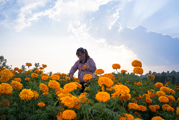 7��26�գ������سǹ�����ͷ��Ļ�ũ�ڲ�ժ���䡣