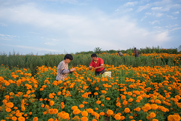 7��26�գ������سǹ�����ͷ��Ļ�ũ�ڲ�ժ���䡣