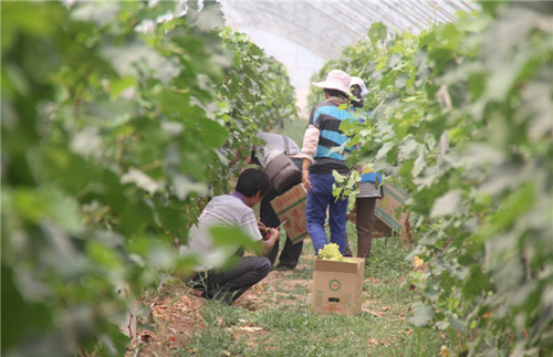 ������ƽ����ɽ������԰�� ԰�﹤�˲�ժæ2