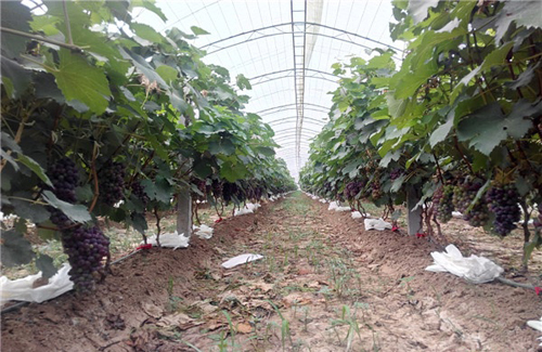 ������ƽ����ɽ������԰�� ԰�﹤�˲�ժæ4