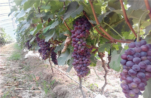 ������ƽ����ɽ������԰�� ԰�﹤�˲�ժæ5