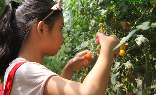 ����̫�ף���ժ��ɽ�߲� �����Ͷ�����2