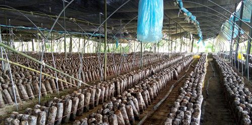 �����ṇ̀����뿪չʳ�þ���ҵ����