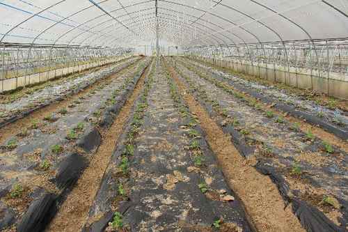 ����������ר������߲˻��ؽ��蹤��