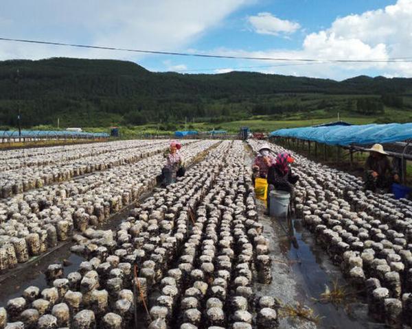 ����ʡ�����ľ��ƾʲô����ȫ���г���2