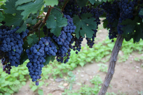 �Ĵ��������ֲ500Ķ�������