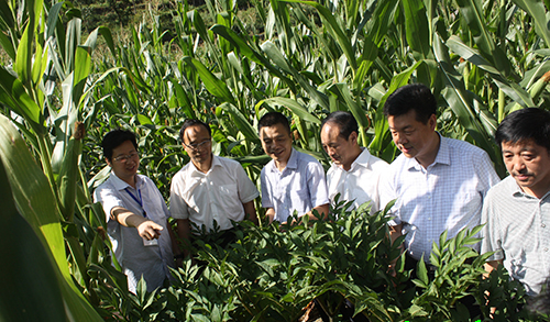 �����������ڰ˽�ȫ��ħ����ֲ���ؽ��辭�齻�����������ٿ�