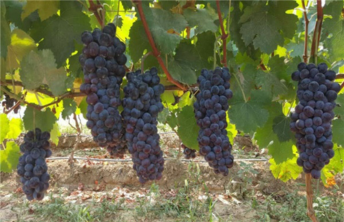 ������ƽ���ǹ�԰������ũҵ���Ѳ�ժ����ʼ�ˣ�