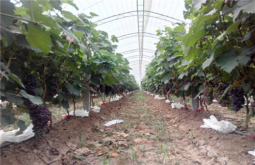 ������ƽ���ǹ�԰������ũҵ���Ѳ�ժ����ʼ�ˣ�2