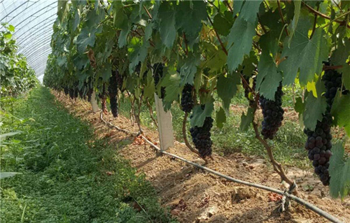 ������ƽ���ǹ�԰������ũҵ���Ѳ�ժ����ʼ�ˣ�3