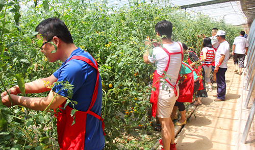 ����̫�ף�ѩ���߲˽������ִ�ũҵ��չ