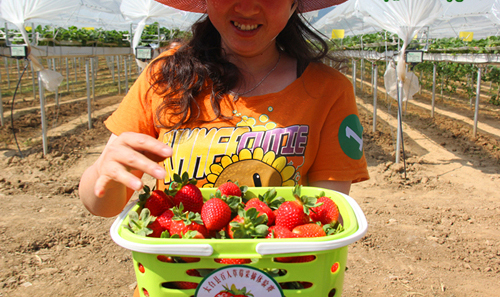 ����̫�ף�ѩ���߲˽������ִ�ũҵ��չ3