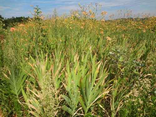 ���������أ�ɽ���ϵġ��Ƹ���԰��