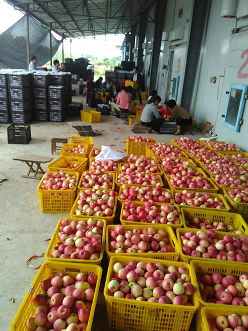 �������裺������ƻ����԰����