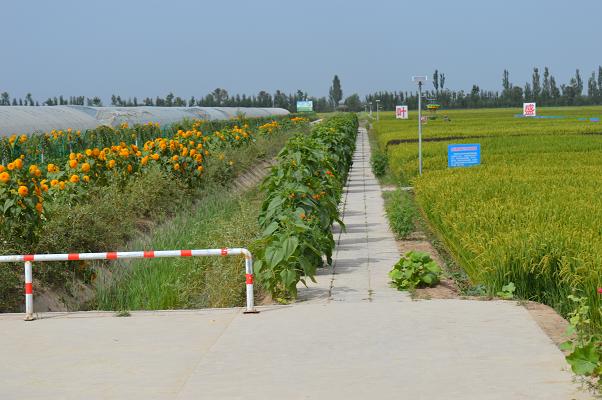 ������ͭϿ��Ҷ��ˮ��ʾ��԰����������