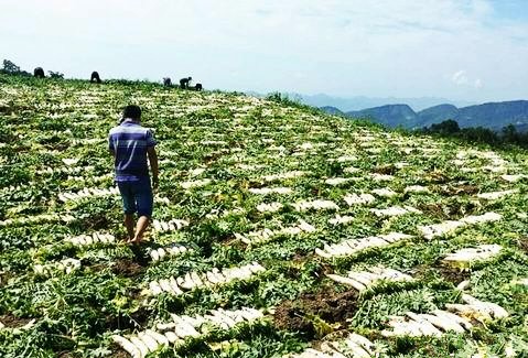 ��ɣֲ�ܲ��������ֳ�