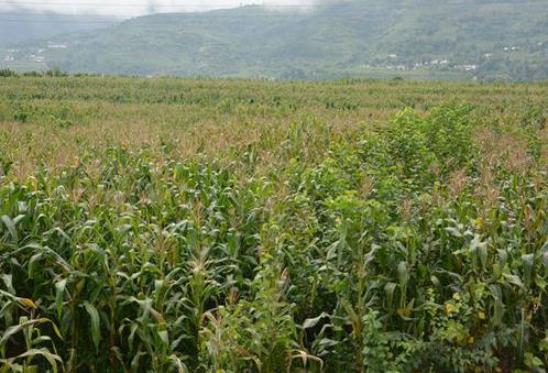 �Ĵ������ش����׷����ڼ�