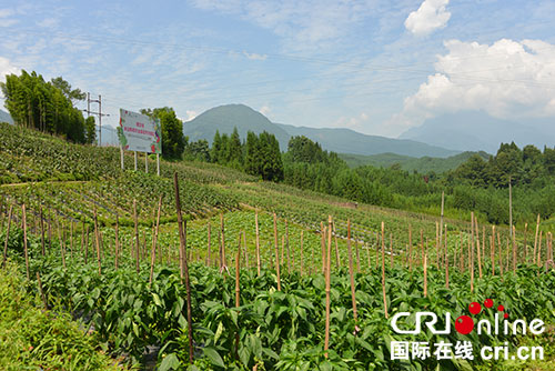 �Ĵ���������̬�߲ˡ�˽�˶��ơ� �ִ�ũҵ��չ��·��