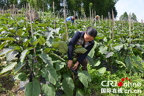 ����Ӣ�ʹ����������߲˻��ز�ժ����