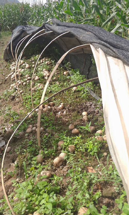 ������ͣ������֮������ݥ��������ֳɹ�