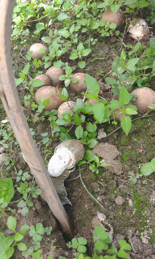 ������ͣ������֮������ݥ��������ֳɹ�2