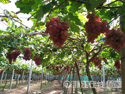 �㽭������磺��������ɫС�򡱵ķ���ϲ��