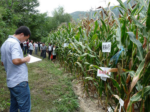 �������أ��ؾٰ�2015�괺�����׹�Ħ��