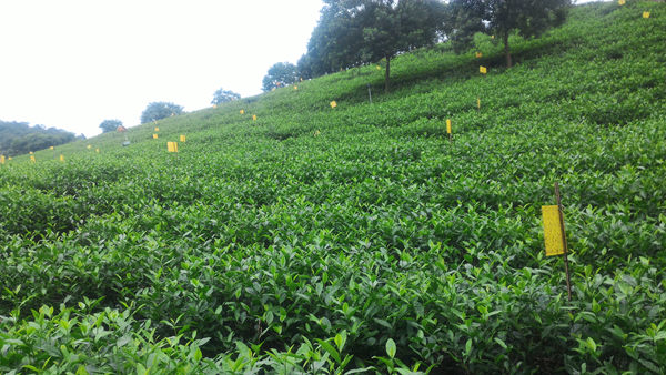 �㽭����ˮ���ƹ���ɫ���ؼ��� ������̬ũҵ��չ