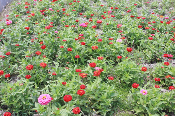 �㽭����С��ɽ���򻪾�ʢװ�ǳ�2