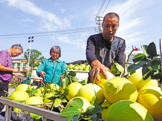 �㽭���ĵ�ӭ��ժ��