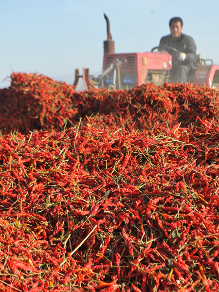 �������½�ɳ����ũ���ջ�ϣ��