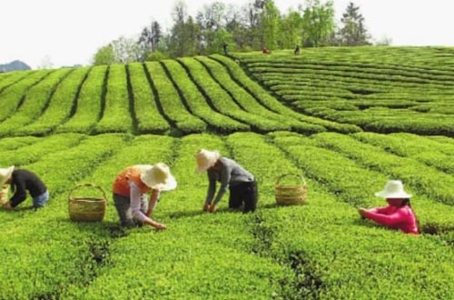 ���Ͻ���������Ʒ�� ͳһ����������衱