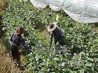 �㽭��Ȫ�����������幤������Ϊ�����˹�����