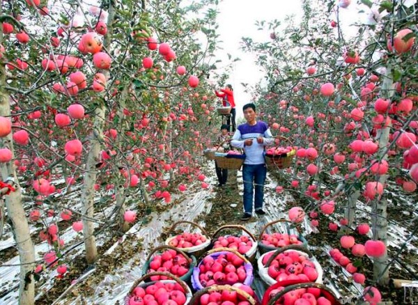 ����Ǭ��˫��ƻ�����ƺ�����ũ�������¸�