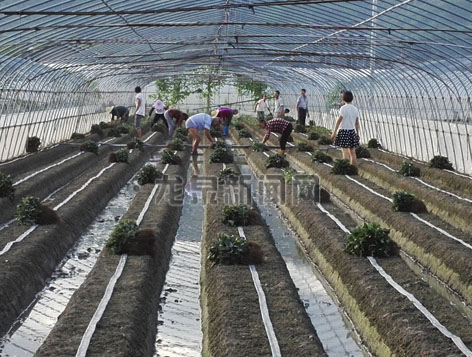 �㽭��Ȫ��ũ�����Ȼ������ֲ��ݮ