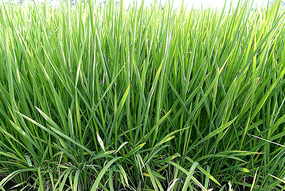 �㽭̨��������ͥũ�����嵥���������ƺ�