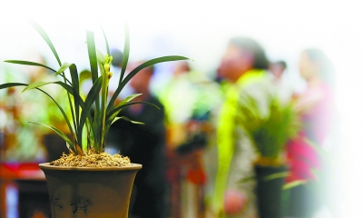 ������ɽ�������������̻�