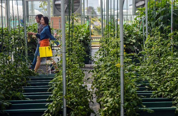 10��28�գ��ο���ʾ��԰���߲˹���ι�����������߲ˡ�