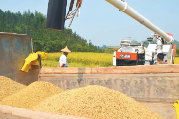 �㽭�����У��������ֺ����ɹ�