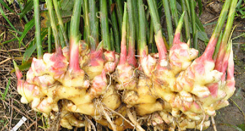 ��������������40���ƽ���������·