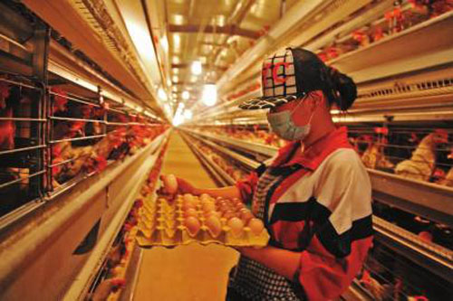 ����ɳ�أ�����50���𵰼���ֳ��Ŀ