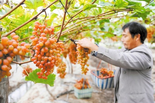 �㽭���������򣺴�����ֲ���� ���ղ�ժ����