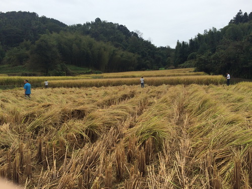 ������Ԫ���ٰ����͸߲������ֳ���2